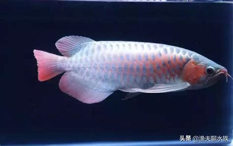 龍魚鱗片受傷|（四）龍魚常見的鱗片病「立鱗」？原因及治療方法